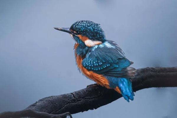 Closeup Shot Colorful Common Kingfisher Bird Perched Tree Branch — Stock Photo, Image