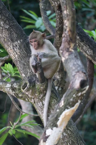 A funny monkey on a branch