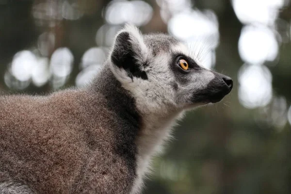 Detailní Záběr Lemura Očima Dokořán Otevřenýma — Stock fotografie