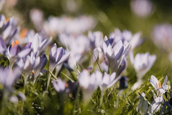 Крупный План Нежных Крокус Цветов Растущих Поле Боке Фоне — стоковое фото