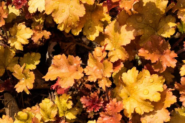 Folhas Caídas Uma Floresta Nas Terras Altas Escócia — Fotografia de Stock