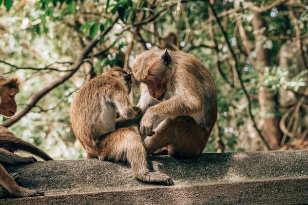 귀여운 원숭이 껴안고 — 스톡 사진