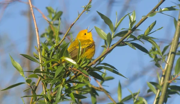 Желтая Птица Соловьица Сидящая Ветке — стоковое фото