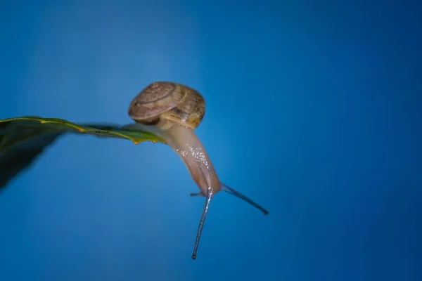 배경에 아름다운 달팽이의 꽃봉오리 — 스톡 사진