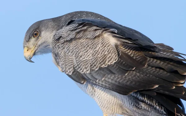 Detailní Záběr Andského Kondora Vultur Gryphus Pozadí Modré Oblohy — Stock fotografie