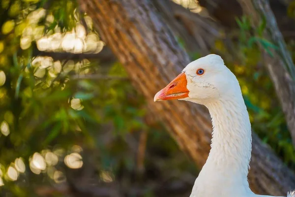 Nahaufnahme Einer Hausgans Unter Den Bäumen — Stockfoto