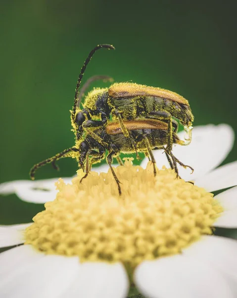 Eine Vertikale Aufnahme Von Zwei Bienen Die Sich Paaren Während — Stockfoto