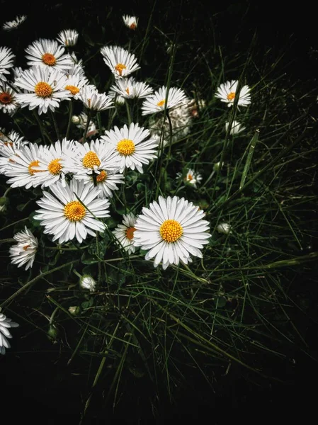 Ett Gäng Kamomill Blommor Blommar Ett Fält — Stockfoto