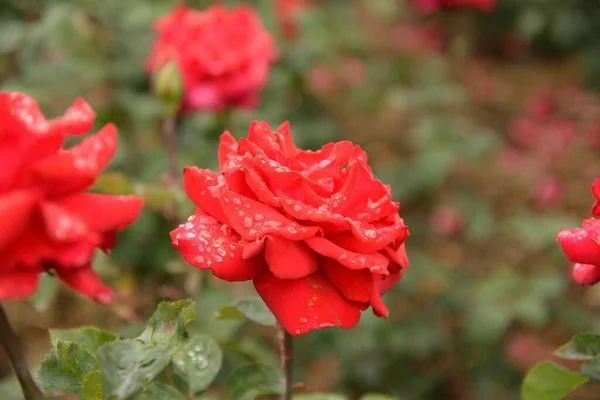 Red Rose Botanic Garden Rain — Stock Photo, Image