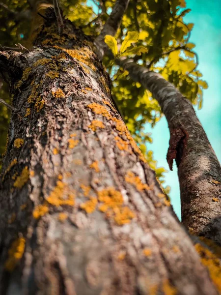 Bir Ağaç Gövdesinin Dikey Alçak Açılı Görüntüsü — Stok fotoğraf