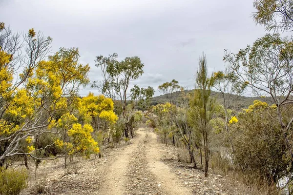 Het Prachtige Landschap Emmaville New South Wales Australië — Stockfoto