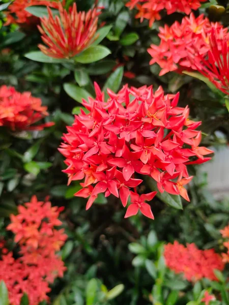 Gros Plan Fleurs Ixora Chinoise Ixora Chinensis Dans Jardin — Photo