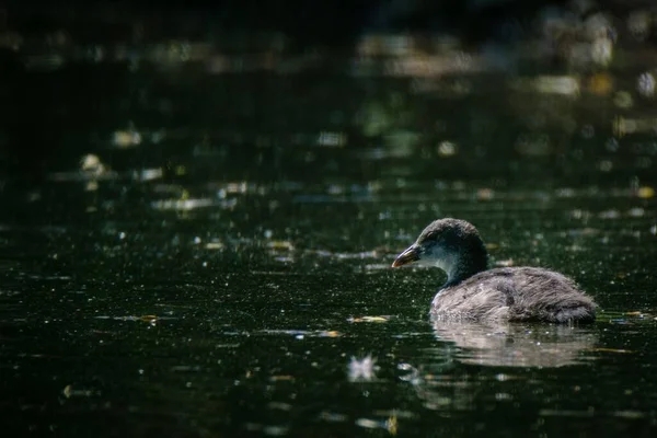 Une Belle Jeune Foulque Nageant Dans Lac Vert Foncé Sale — Photo