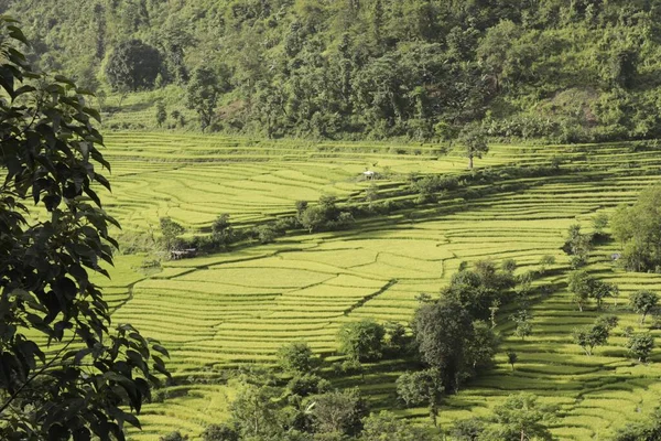 Beau Paysage Campagne Avec Des Champs Des Arbres Verts — Photo