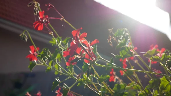 Detailní Záběr Krásné Červené Květy Zahradě Jasného Slunečného Dne — Stock fotografie