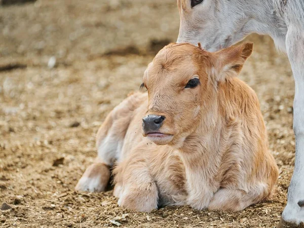 Adorable Calf Meadow Resting Concept Rural Farm Life — Stock Photo, Image
