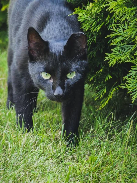 緑の芝生の上を歩いているボンベイ猫のクローズアップショット — ストック写真