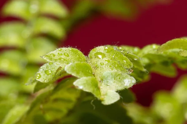 Green Leaf Boston Fern Nephrolepis Exaltata Dews — Stock Photo, Image