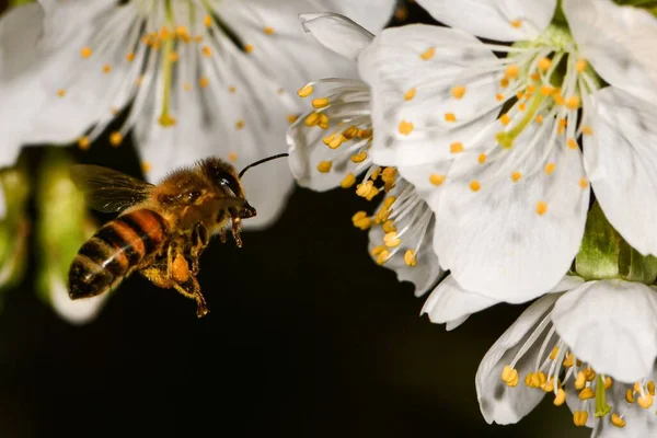 Detailní Záběr Včely Srkající Nektar Bílého Květu — Stock fotografie
