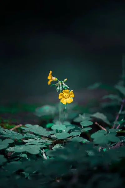 Uma Flor Biophytum Sensitivum Uma Floresta — Fotografia de Stock