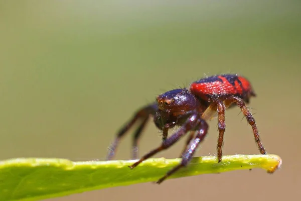 Nahaufnahme Einer Springenden Spinne Mit Rotem Rücken Auf Dem Verschwommenen — Stockfoto