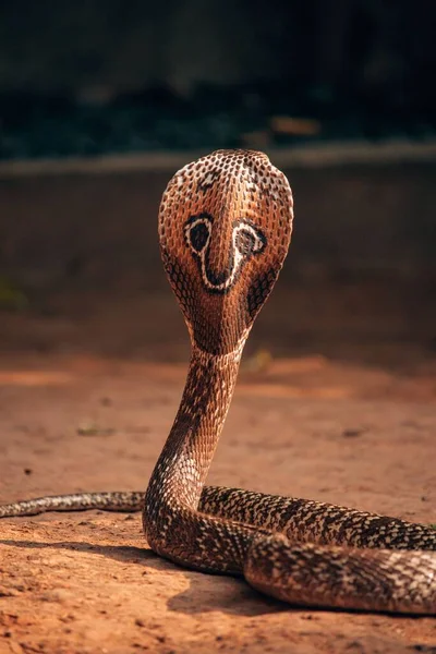 Bellissimo Pericoloso Serpente Cobra Sri Lanka — Foto Stock