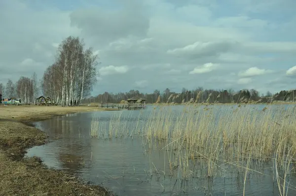 Болотное Озеро Тростниковой Растительностью Мрачным Небом Вальдемарпилсе Латвия — стоковое фото