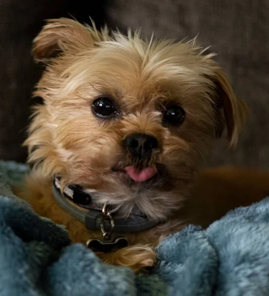 Filhote Cachorro Bonito Yorkshire Terrier Com Colar Uma Superfície Macia — Fotografia de Stock