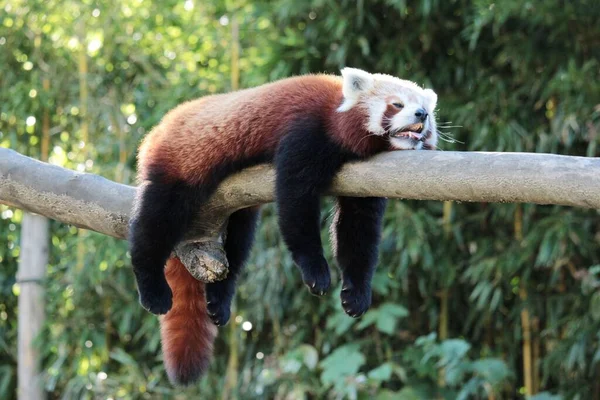 Egy Aranyos Piros Panda Pihen Alszik Egy Fán Nyári Hőségben — Stock Fotó