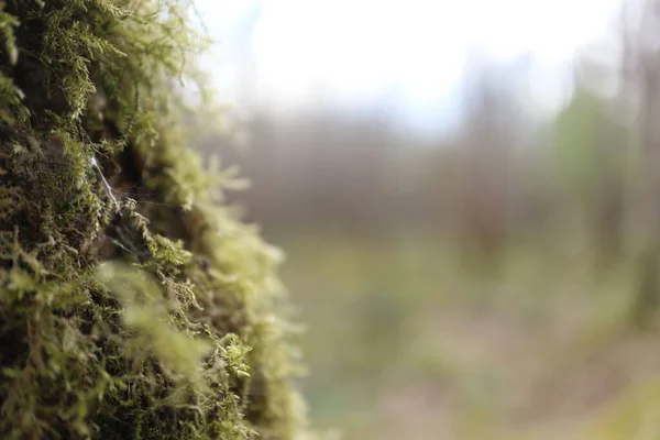 Ett Selektivt Fokus Ett Spindelnät Grön Mossa Som Växer Trädstam — Stockfoto