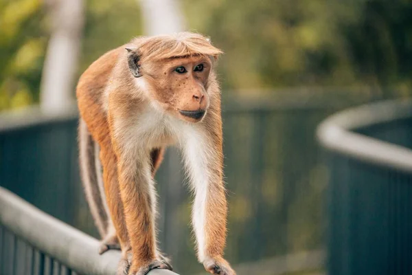 Macaco Capota Andando Sobre Uma Cerca Metal Sri Lanka — Fotografia de Stock