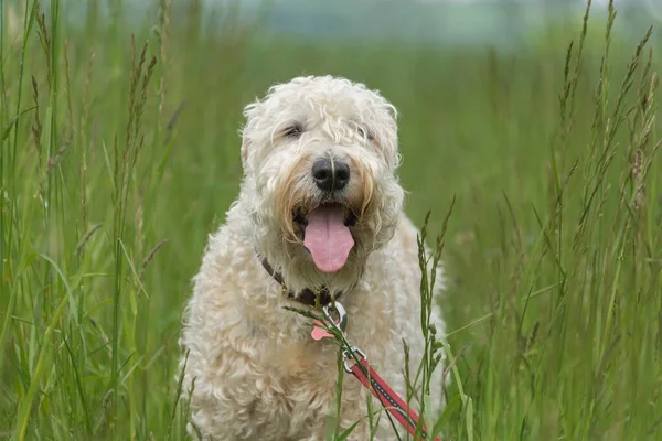 Een Close Shot Van Een Soft Coated Wheaten Terrier Het — Stockfoto