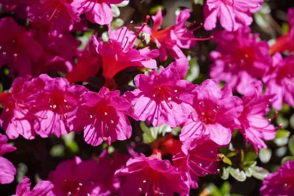 Closeup Azalea Pink Flowers — Stock Photo, Image