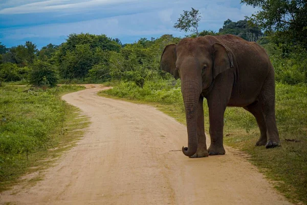 Piękne Ujęcie Indyjskiego Słonia Chodzącego Alejką — Zdjęcie stockowe