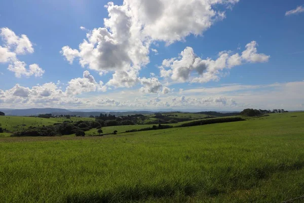 Une Vue Fascinante Beau Champ Vert Avec Des Arbres Contre — Photo