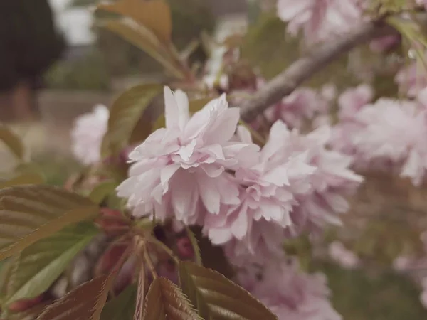 Nahaufnahme Eines Japanischen Kirschbaumzweiges Mit Zartrosa Blüten Tageslicht — Stockfoto