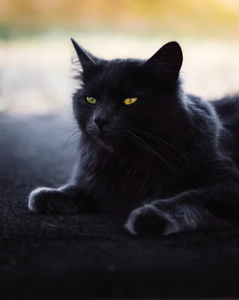 Colpo Verticale Gatto Nero Con Gli Occhi Verdi Sdraiato Terra — Foto Stock