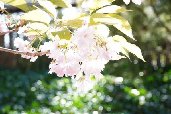 Closeup Rhododendron Subg Planta Hymenanthes Com Flores Brancas — Fotografia de Stock