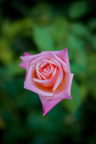 Svislý Pohled Shora Růžovou Růži Rostoucí Zeleném Pozadí — Stock fotografie