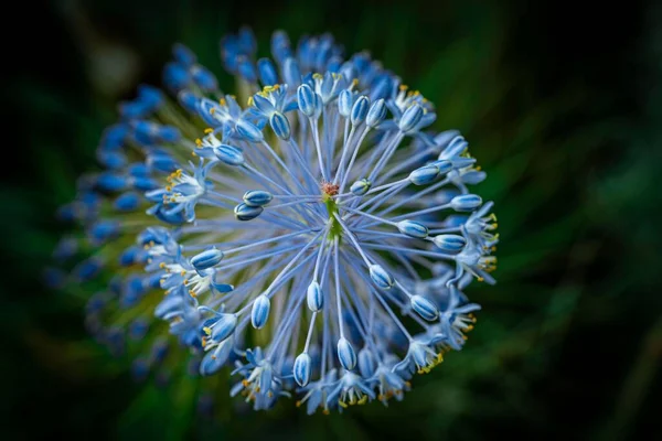 Detailní Záběr Cibulově Modré Květiny Kvetoucí Poli — Stock fotografie