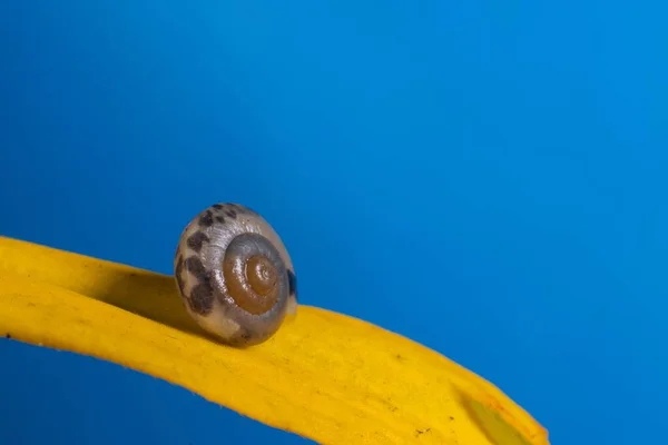 Sarı Bir Bitki Yüzeyindeki Küçük Güzel Bir Salyangoz Kabuğunun Yakın — Stok fotoğraf