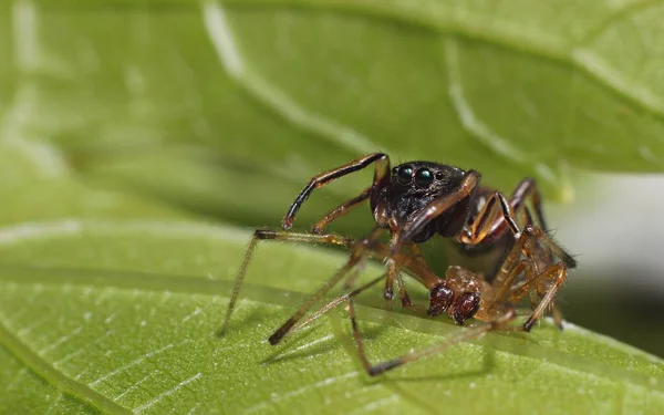 Una Hormiga Luchadora Defendiéndose Matando Una Araña Mucho Más Grande — Foto de Stock