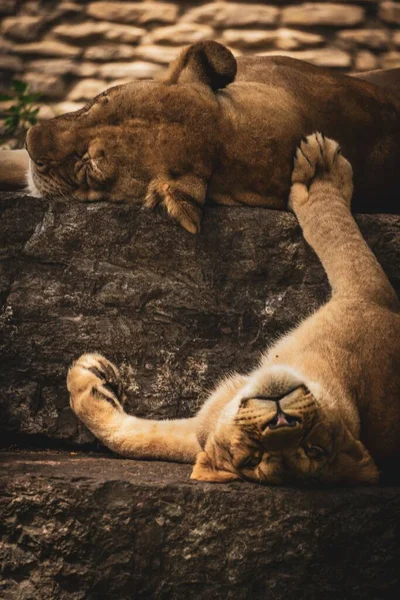 两只雌狮在岩石上睡觉的特写镜头 — 图库照片