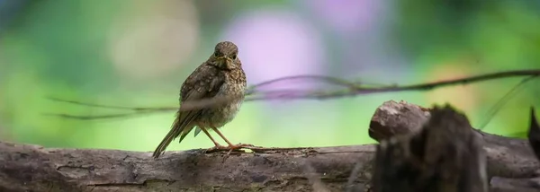 Bir Dalda Yaygın Bir Karatavuk Turdus Merula — Stok fotoğraf