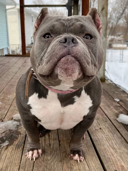 Chien Bully Américain Debout Sur Plancher Bois Extérieur — Photo