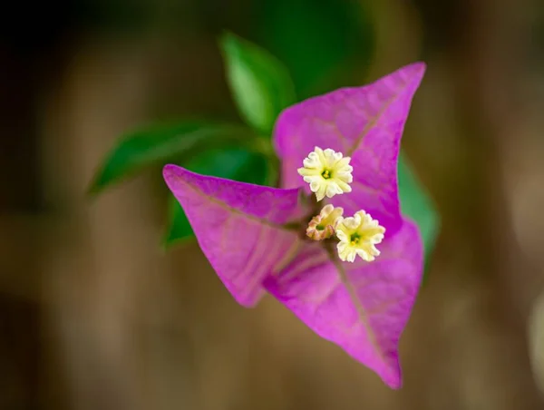 Violetti Bougainvillea Kukkivat Puutarhassa Vastaan Hämärtynyt Tausta — kuvapankkivalokuva