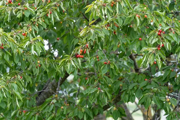 Closeup Ripe Cherry Green Tree Ready Harvest — Stock Photo, Image