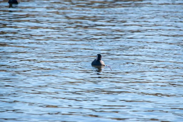 Selective Focus Eurasian Coot Swimming Water — Stock Photo, Image