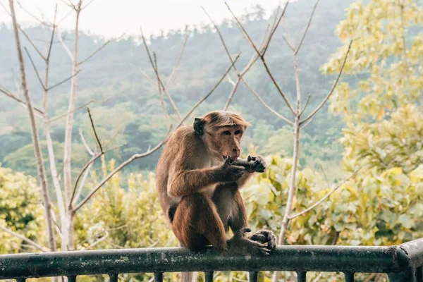 Klobouk Macaque Sedí Kovovém Plotě Srí Lance — Stock fotografie