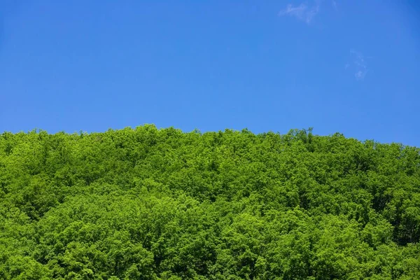 Yaprak Döken Yeşil Bir Ormanın Mavi Gökyüzü Arka Planına Yakın — Stok fotoğraf